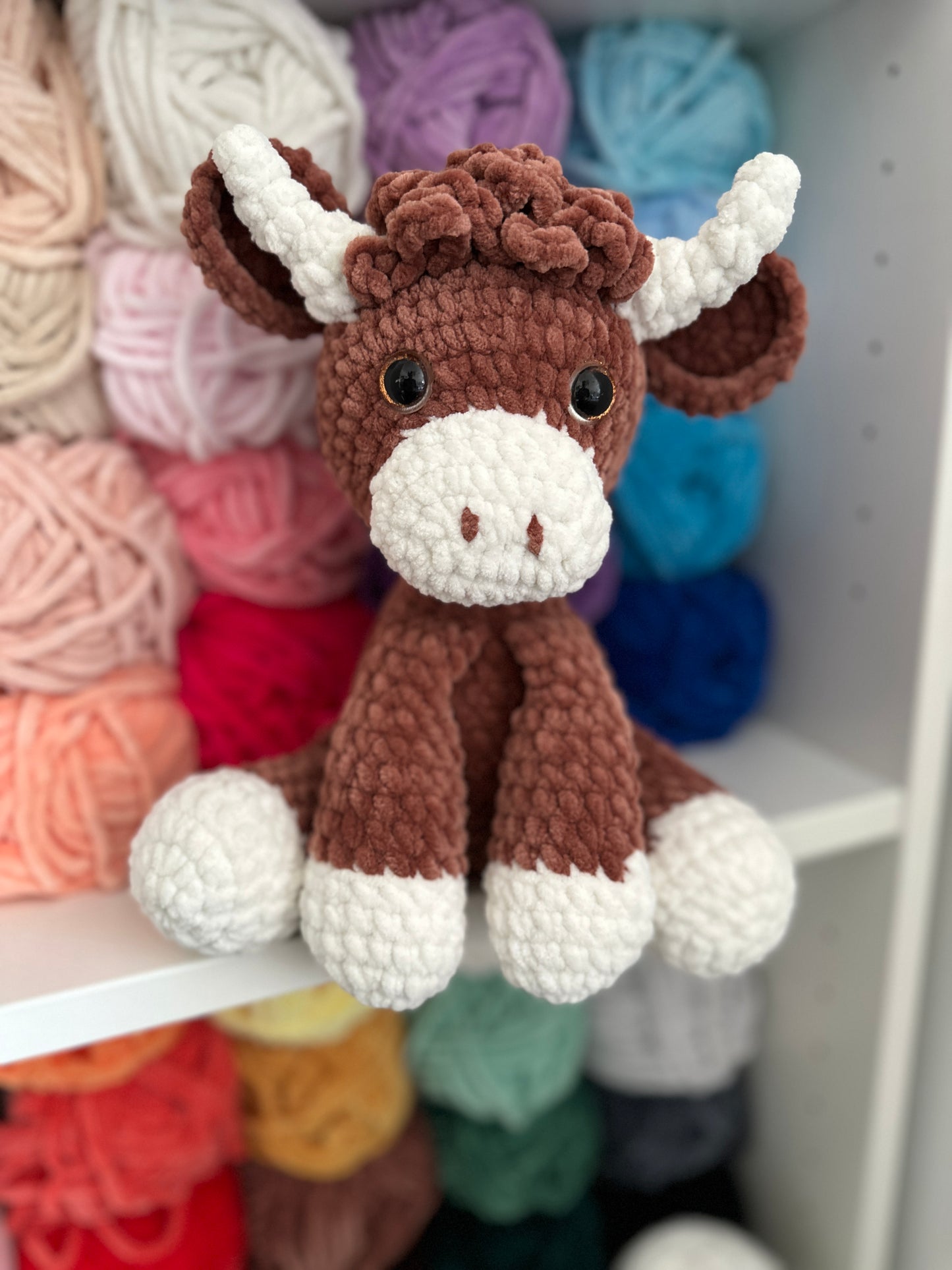 Highland Cow